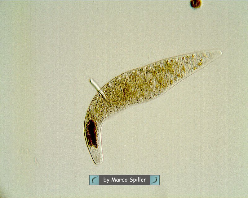 Homalozoon vermiculare e la misteriosa massa scura